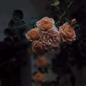 阿德征服1—5部曲
